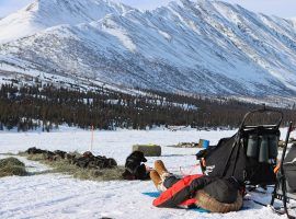 2018 Iditarod champion Peter Kaiser and his dogs rest along the trail in the 2021 Iditarod. (Image: Zachariah Hughes/ADN)