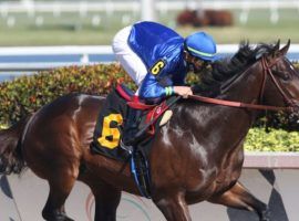 Prevalence captured this maiden race at Gulfstream Park by 8 1/2 lengths in January. He is a trendy Derby futures pick despite not running two turns or a stakes race in his two races. (Image: Horsephotos.com)