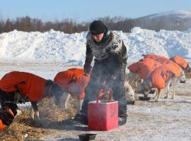 Dallas Seavey, the current leader of the 2021 Iditarod, feeds his sled dogs while on a break at the McGrath checkpoint. (Image: ADN)