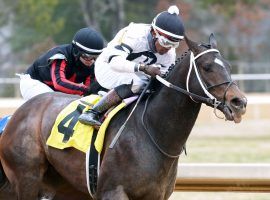 Silver State won his second race of 2021 in Saturday's Essex Handicap at Oaklawn Park. He was the lone favorite to win any of the five Cross Country Pick 5 races. (Image: Coady Photography/Oaklawn Park)