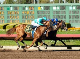 Spielberg, seen here nipping The Great One to win the Los Alamitos Futurity, makes his ninth start at his fifth track in Saturday's Florida Derby. This marks trainer Bob Baffert's first Florida Derby starter in his Hall of Fame career. (Image: Benoit Photo)