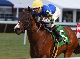 The winner of this December allowance at Gulfstream Park, Tarantino brings turf prowess and speed to the Grade 3 Jeff Ruby Steaks. (Image: Ryan Thompson/Coglianese Photo)