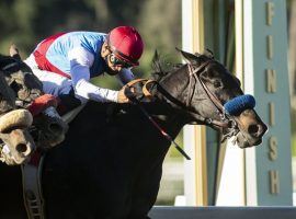 Medina Spirit cost owner Amr Zedan only $35,000. He's earned nearly five times that total -- with more on the line in Saturday's $750,000 Santa Anita Derby. (Image: Benoit Photo)
