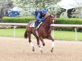 Swiss Skydiver is the 2/1 second favorite in Saturday's Grade 1 Apple Blossom Handicap at Oaklawn Park. (Image: Coady Photography)