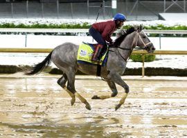 Kentucky Derby favorite Essential Quality won't run the Preakness Stakes. He's pointed toward the June 5 Belmont Stakes and eventually the Aug. 18 Travers at Saratoga. (Image: Churchill Downs/Coady Photography)