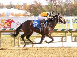 Maryland-bred Jaxon Traveler returns to his home state as the favorite for the Grade 3 Chick Lang Stakes. The one-time 60/1 futures choice to win the Kentucky Derby found a different path to success. (Image: Maryland Jockey Club)