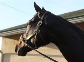 As controversy over his positive test for excessive amounts of an anti-inflammatory, Kentucky Derby winner Medina Spirit galloped Sunday. He is scheduled to arrive in Baltimore for the Preakness Stakes Tuesday morning. (Image: Churchill Downs/Coady Photography)