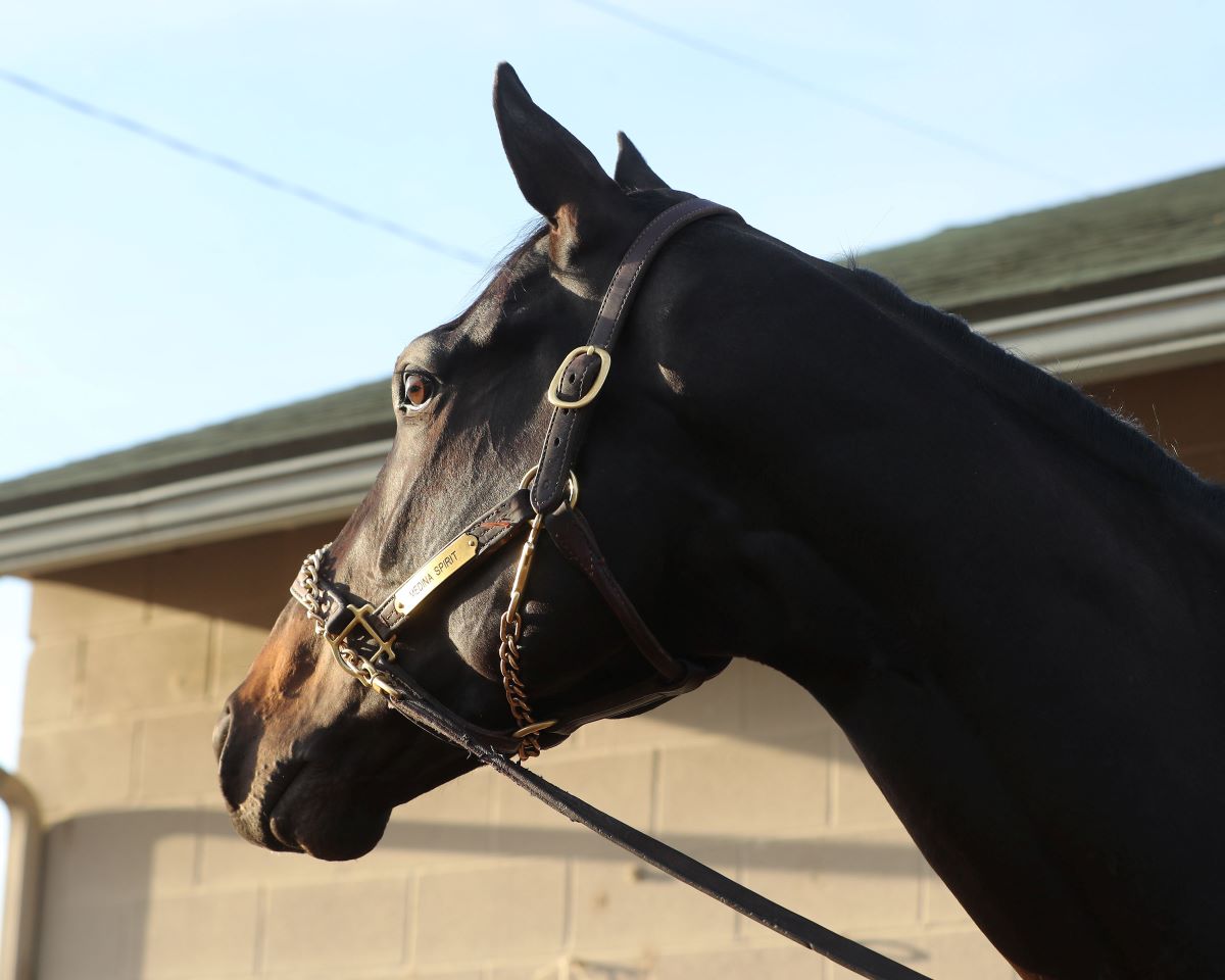 Medina Spirit-Preakness status