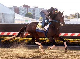 Midnight Bourbon brings one of the most consistent records and running styles into Saturday's Preakness Stakes. His owner, Ron Winchell, seeks his farm's first American Classic title. (Image: Maryland Jockey Club)