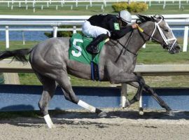Ny Traffic opened his 3-year-old campaign last January winning this Gulfstream Park allowance. He opened his 4-year-old season Sunday, winning a Belmont Park allowance by 6 1/2 lengths. (Image: Lauren King/Gulfstream Park)