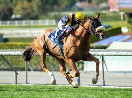 United is one of the top turf horses on the West Coast. He's won five of his last seven races coming into Saturday's Grade 2 Charles Whittingham Stakes at Santa Anita Park. (Image: Benoit Photo)