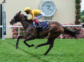 Campanelle and Frankie Dettori rode home with the Queen Mary Stakes at Royal Ascot last year. They are American trainer Wesley Ward's last hope for a Royal Ascot score Friday in the Group 1 Commonwealth Cup. (Image: Megan Ridgwell)