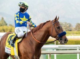 In his brief, five-race career, Charlatan was one of the most imposing colts to enter a starting gate. He retired Thursday after winning four of his five career races. (Image: Benoit Photo)