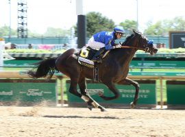 Maxfield won his sixth race in seven career starts at April's Grade 2 Alysheba Stakes. He is undefeated at Churchill Downs coming into Saturday's Grade 2 Stephen Foster. (Image: Churchill Downs/Coady Photography)