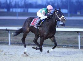 Set Piece, shown here winning the Prairie Bayou last New Year's Eve, took a big step toward breaking into the front rank of older male turf horses with his Grade 2 Wise Dan win Saturday. (Image: Coady Photography)