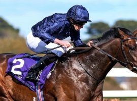 Irish colt Bolshoi Ballet came across the Atlantic and grabbed favorite status in the Grade 1 Belmont Derby Invitational. The colt won two of his last three starts, including this score at the Ballysax Stakes. (Image: INPHO/Peter Mooney)