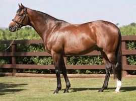 Galileo was the European Champion 3-Year-Old of 2001. As a stallion, he won 12 British-Irish sire titles in 13 years. (Image: Coolmore)