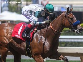 Gamine, seen here winning April's Las Flores Stakes by five lengths, goes for her third 2021 win and eighth overall in Los Alamitos' Great Lady M Stakes. (Image: Ernie Belmonte)