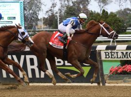 Undefeated Happy Saver nipped Mystic Guide (left) by less than a length to win last fall's Jockey Club Gold Cup. The two renew their rivalry in Saturday's Grade 2 Suburban Stakes at Belmont Park. (Image: Janet Garaguso/NYRA)