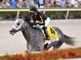 After consecutive fourth-place finishes, Knicks Go seeks a return to his dominant form in the Grade 3 Cornhusker Handicap at Prairie Meadows. (Image: Derbe Glass Photo)