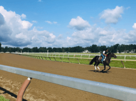 Horses under quarantine after a case of Equine Herpesvirus-1 can train on Saratoga's Oklahoma Training Track after the rest of the barns get their works in. (Image: Francesca Le Donne)