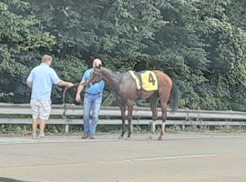 Unraced filly Bold and Bossy ran about two miles on various highways before she was apprehended. The 2-year-old bolted from Ellis Park's first race Saturday. (Image: Sue Hartig and Gerald Summers)