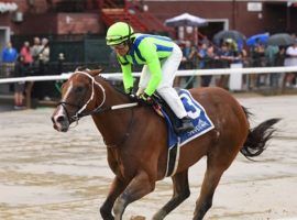 Last time out at Saratoga, Jackie's Warrior splashed to a 7 1/2-length victory in the Grade 2 Amsterdam. He's the even-money favorite to win Saturday's Grade 1 H. Allen Jerkens Memorial. (Image: Chelsea Durand/Coglianese Photos)