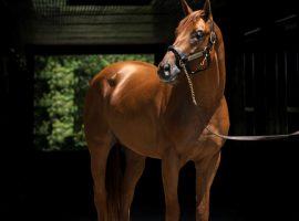 Florida Derby winner Known Agenda will begin his stud career in 2022 at Spendthrift Farm. He retired with three wins in eight career races. (Image: Autry Graham Photo/Spendthrift Farm)