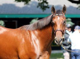 Nobody has looked Flightline in the eye at the end of his first two races. He won a Sunday Del Mar allowance optional claimer by 12 3/4 lengths, clocking the best Beyer Speed Figure by an American horse this year. (Image: West Point Thoroughbreds)