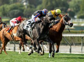 Gregorian Chant (2) won three consecutive sprints earlier this season. He tackles Santa Anita Park's unique downhill turf course for the first time Friday in the Grade 2 Eddie D Stakes. (Image: Benoit Photo)