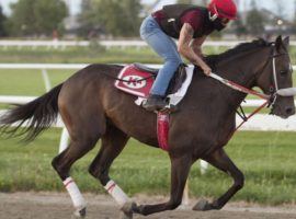 H C Holiday is the lukewarm favorite to win the second jewel of Canada's Triple Crown: Tuesday's Prince of Wales Stakes at Fort Erie.(Image: Michael Burns Photo)