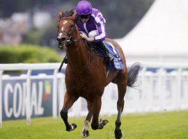 Trainer Aidan O'Brien's star colt St Mark's Basilica is 6-for-9 in his career. He's out indefinitely with an infected hind leg. (Image: Healy Racing)