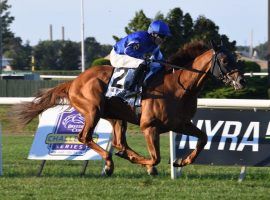 After running last for most of the 1 1/2-mile Jockey Club Derby, Yibir unleashed a lethal burst of speed that earned the British-bred 3-year-old the Jockey Club Derby. (Image: Janet Garaguso/NYRA)