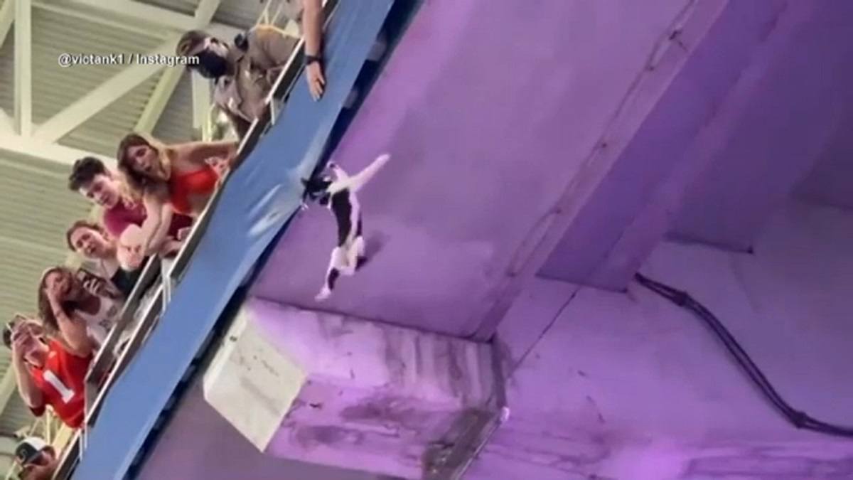 Cat Catch Miami cooelege football video falls