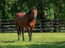 Spendthrift Farm's Goldencents was the most prolific stallion in terms of mares bred in 2021. He covered 230 mares during breeding season. (Image: David Coyle)