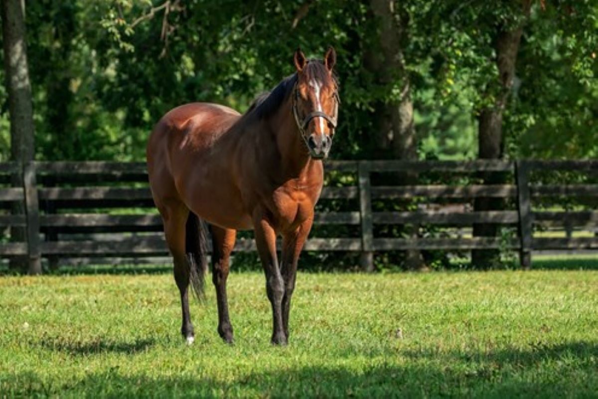 Goldencents-Prolific sire
