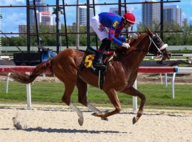 Edwin Gonzalez became a trivia question when he rode Emoji Guy to the first victory on Gulfstream Park's new Tapeta track on Sept. 30. Gonzalez leads all Gulfstream jockeys with six wins on the new, all-weather surface. (Image: Gulfstream Park Twitter)