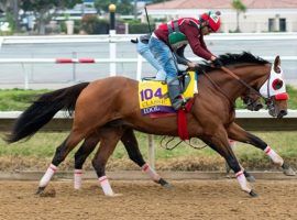 Idol's Sunday workout at Del Mar went well, according to trainer Richard Baltas. But the conditioner did not like how the Santa Anita Handicap champion looked afterward. (Image: Ella DeGea)