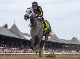 Knicks Go is quite accustomed to being by himself down the stretch -- like he was here in August's Whitney Stakes at Saratoga. He won't lack for company when his stallion career begins at Taylor Made Farm in Kentucky. (Image: Sarah Andrew