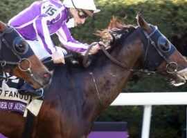 Order of Australia returns to the scene of his 73/1 shocker in last year's Breeders' Cup Mile. He headlines the field for Saturday's Grade 1 Keeneland Turf Mile. (Image: Coady Photography)