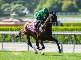 Raging Bull will stand for an initial fee of $10,000. He owns a 5-3-4 record in 18 graded-stakes races. (Image: Gainesway Farm)