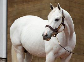 Even at 20, Tapit remains one of the top stallions in the world. His stud fee remains $185,000 for the 2022 breeding season. (Image: Gainesway Farm)