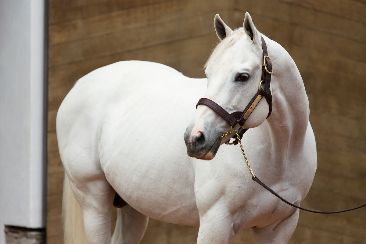 Tapit-2022 Gainesway roster