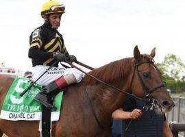 This is where trainer Jack Sisterson wants Channel Cat: the winner's circle. The 6-year-old horse last visited it in May for the Man o' War. He is the 5/2 morning-line favorite for the Grade 2 Red Smith Saturday at Aqueduct. (Image: Coglianese Photos)