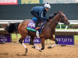 Domestic Spending was the 4/1 seconds choice to win the $4 million Breeders' Cup Turf. He was scratched due to inflammation in his leg. (Image: Ella DeGea)