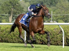 Breeders' Cup Turf Sprint 7/2 favorite Golden Pal won the Quick Call Stakes earlier this year. He is one of the most vulnerable favorites in the 14-race event. (Image: Sarah Andrew)