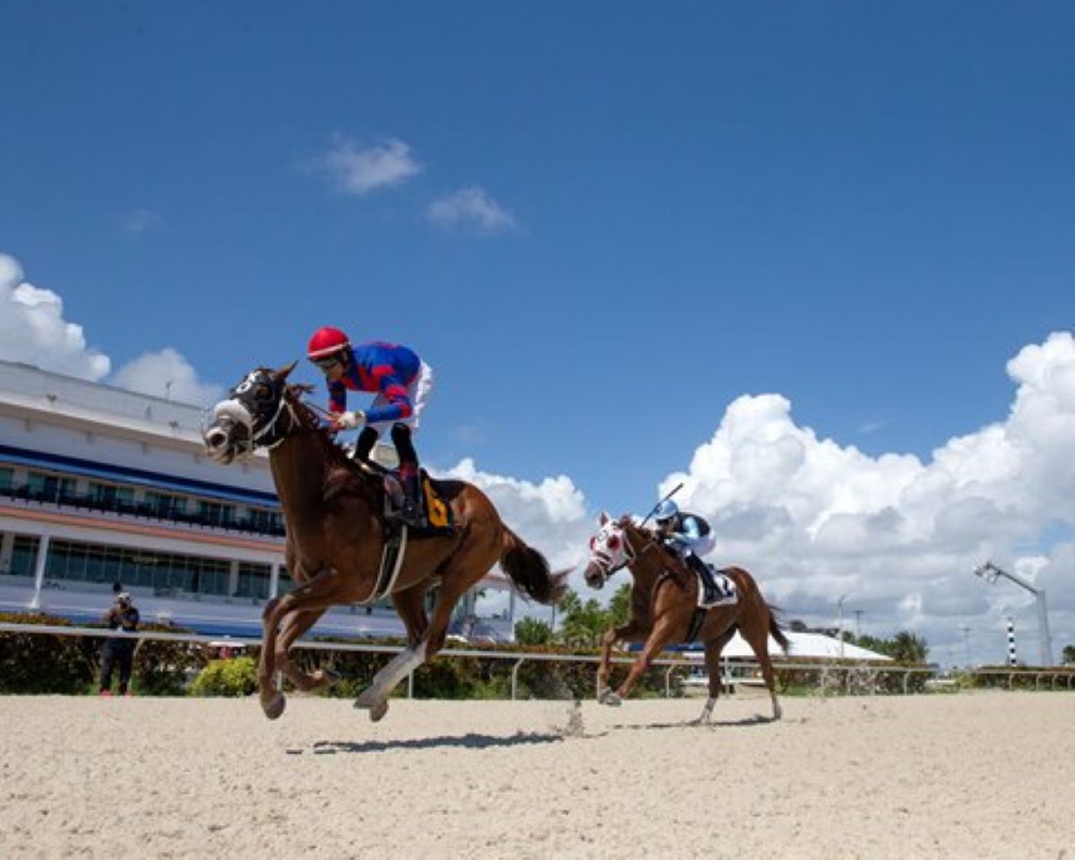 gulfstream park ready for its tapeta championship meet close up