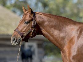 Gun Runner's stud fee went from $50,000 in 2021 to $125,000 in 2022. He set the record for first-crop progeny earnings last weekend. (Image: Sarah Andrew)