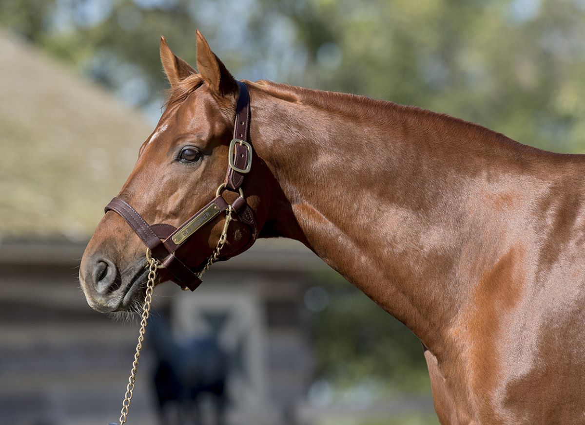 Gun Runner First-Crop Record