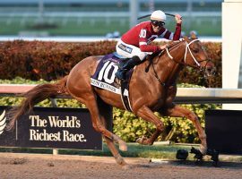 Gun Runner, the 2017 Horse of the Year and 2018 Pegasus World Cup winner, debuted on the Kentucky Derby Sire Future Wager pool this year. (Image: Adam Coglianese)